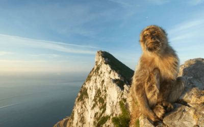 Gibraltar – Freilebende Affen und eine steile Wanderung